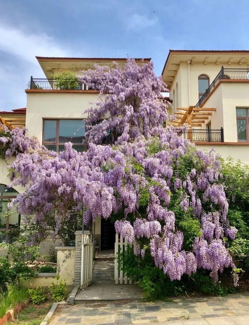 3. Người xưa dặn: Trồng cây tử đằng trong sân thu hút quý nhân: Trong tiếng Hán Việt, "tử" có nghĩa là màu tím, còn "đằng" có nghĩa là dây leo. Như vậy "tử đằng" là dây leo màu tím. Mặc dù loại hoa này còn nhiều màu khác như hồng, trắng nhưng màu tím biếc vẫn được ưa thích và trồng nhiều hơn cả. Ảnh minh họa Toutiao 