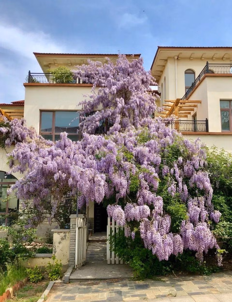 3. Người xưa dặn: Trồng cây tử đằng trong sân thu hút quý nhân: Trong tiếng Hán Việt, "tử" có nghĩa là màu tím, còn "đằng" có nghĩa là dây leo. Như vậy "tử đằng" là dây leo màu tím. Mặc dù loại hoa này còn nhiều màu khác như hồng, trắng nhưng màu tím biếc vẫn được ưa thích và trồng nhiều hơn cả. Ảnh minh họa Toutiao 