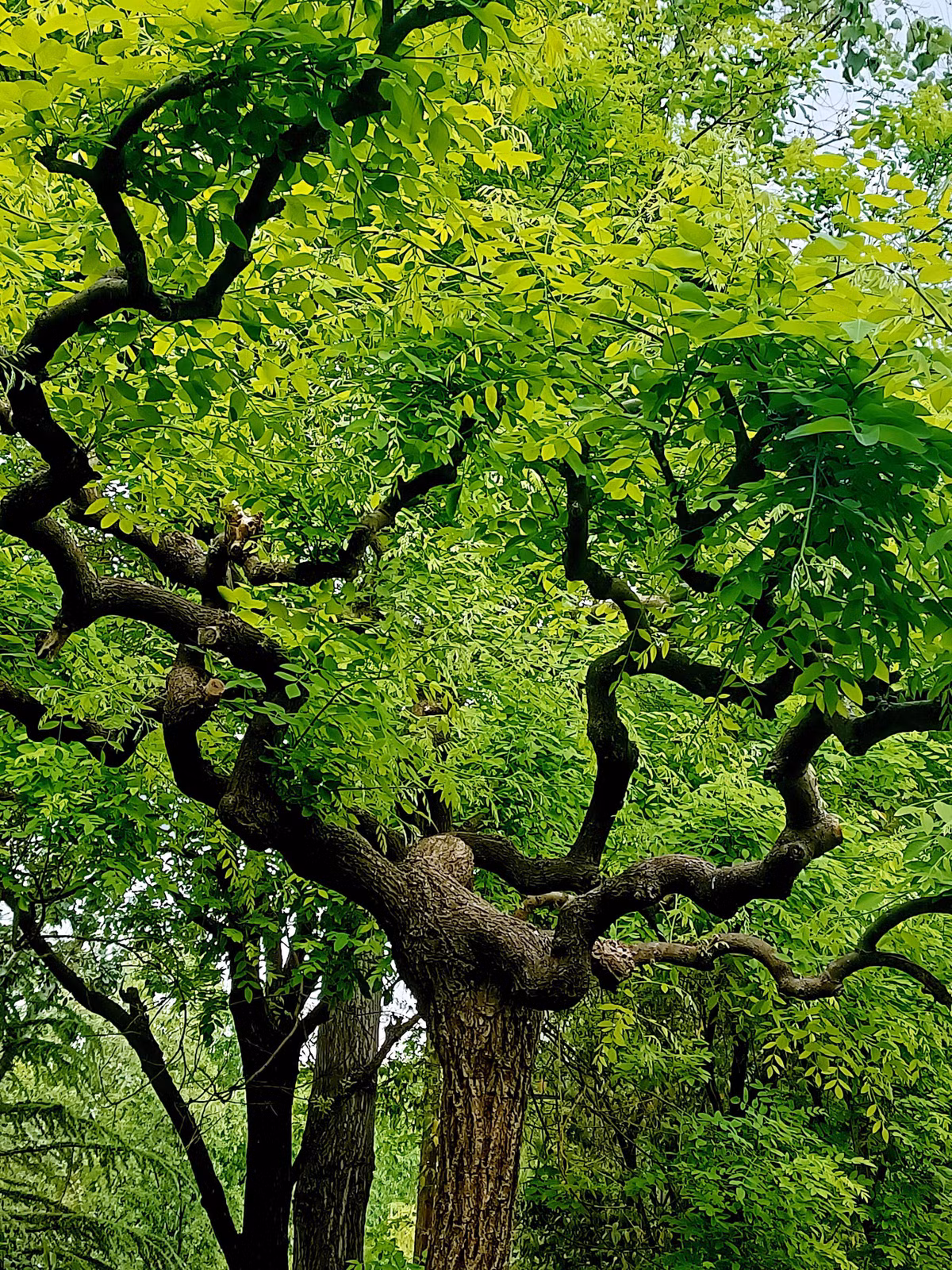  5. Người xưa dặn: Trồng cây hòe trong sân điều tốt lành tự nhiên đến: Cây hòe (Sophora japonica) có các nhánh uốn cong xuống dưới như móng rồng. Nó là một loại cây rụng lá rất tươi đẹp và duyên dáng. Lá của nó xanh mướt, rậm rạp, rủ xuống một cách tươi đẹp, như chiếc ô lơ, là cây bóng mát được yêu thích. Ảnh minh họa Toutiao