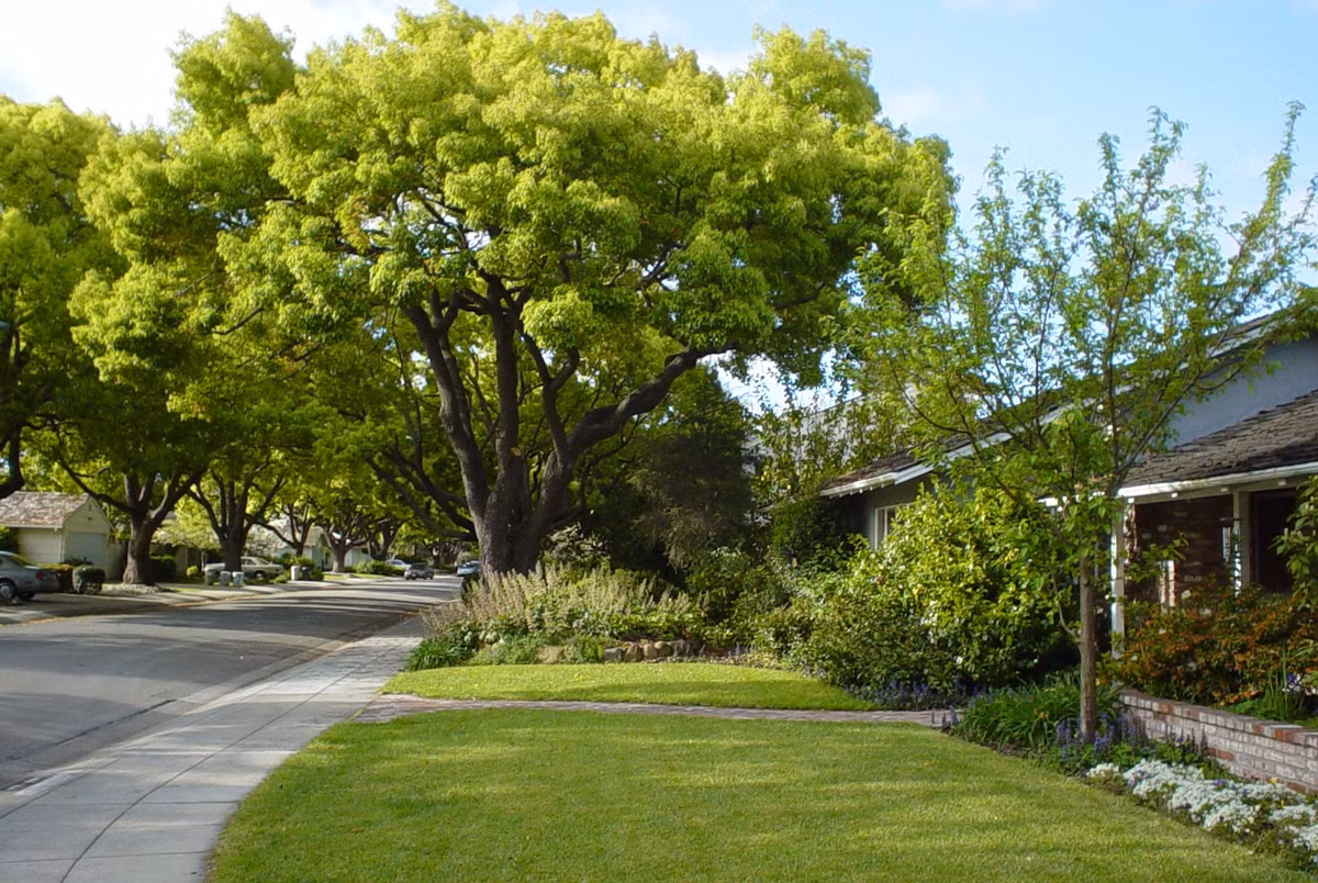  Người xưa cho rằng, trồng cây cảnh trong nhà, ngoài sân, vận may được cải thiện. Việc bố trí cây xanh mang lại may mắn trong việc kiếm tiền. Cây cối giúp con người được hưởng thụ bầu không khí trong lành và giải tỏa được căng thẳng, áp lực. 