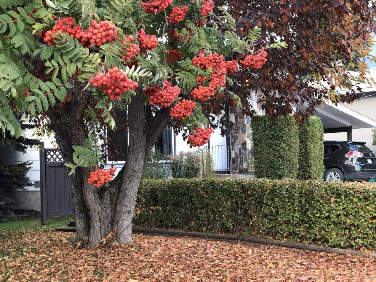  3. Người xưa dặn: Trồng thanh lương trà trong sân, vận đỏ cả năm: Cây cảnh thanh lương trà, tên tiếng Anh là European mountain ash (common mountain ash hoặc rowan tree), tên khoa học là Sorbus aucuparia. Ảnh minh họa Toutiao