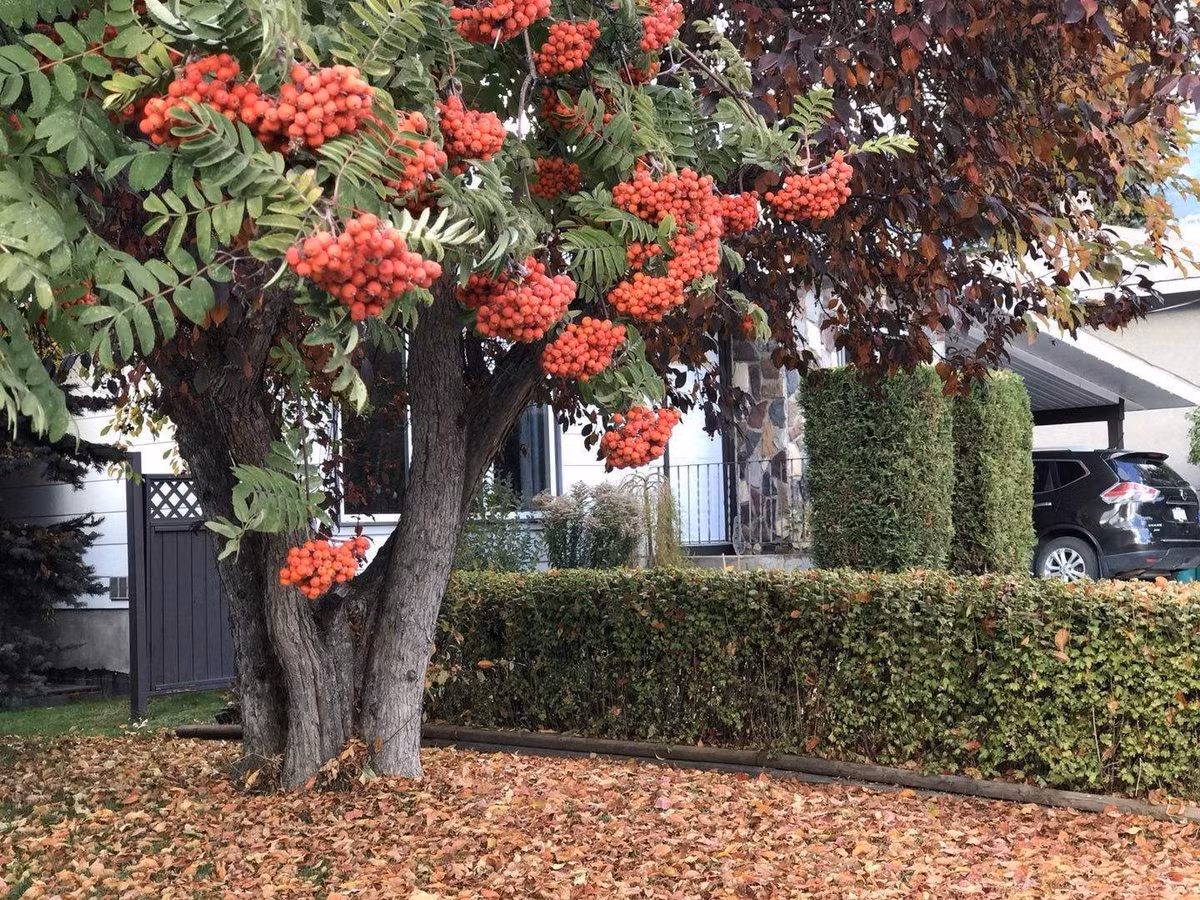  3. Người xưa dặn: Trồng thanh lương trà trong sân, vận đỏ cả năm: Cây cảnh thanh lương trà, tên tiếng Anh là European mountain ash (common mountain ash hoặc rowan tree), tên khoa học là Sorbus aucuparia. Ảnh minh họa Toutiao