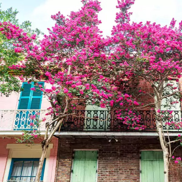  Những căn nhà đẹp đẽ, sang trọng, ngăn nắp khi trang trí bằng cây xanh, hoa lá sẽ thu hút được sự chú ý của mọi người và nhận được đánh giá cao của các quý nhân. Nhờ đó mà họ cũng sẽ có thiện cảm với gia chủ. Ảnh minh họa plantmaster 