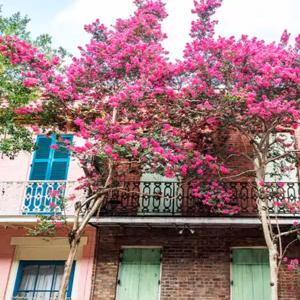  Những căn nhà đẹp đẽ, sang trọng, ngăn nắp khi trang trí bằng cây xanh, hoa lá sẽ thu hút được sự chú ý của mọi người và nhận được đánh giá cao của các quý nhân. Nhờ đó mà họ cũng sẽ có thiện cảm với gia chủ. Ảnh minh họa plantmaster 