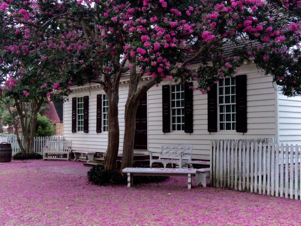  2. Người xưa dặn: Trồng cây tường vi trong sân gia đình giàu sang, thịnh vượng. Giá trị làm cảnh của cây tường vi rất cao. Hoa của nó có nhiều màu sắc, bao gồm đỏ, hồng, tím, trắng... Thời gian ra hoa của tường vi cũng kéo dài, thường kéo dài vài tháng từ mùa hè đến mùa thu, mang lại cảnh đẹp lâu dài cho sân. Ảnh minh họa Toutiao 