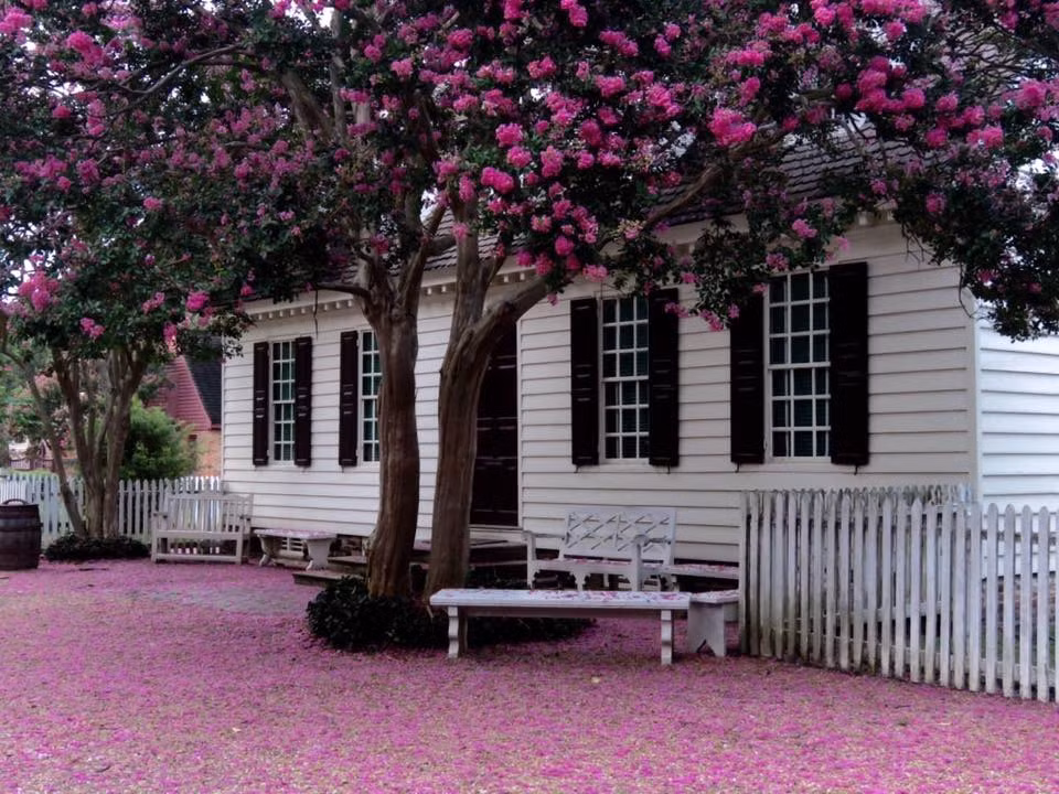  2. Người xưa dặn: Trồng cây tường vi trong sân gia đình giàu sang, thịnh vượng. Giá trị làm cảnh của cây tường vi rất cao. Hoa của nó có nhiều màu sắc, bao gồm đỏ, hồng, tím, trắng... Thời gian ra hoa của tường vi cũng kéo dài, thường kéo dài vài tháng từ mùa hè đến mùa thu, mang lại cảnh đẹp lâu dài cho sân. Ảnh minh họa Toutiao 