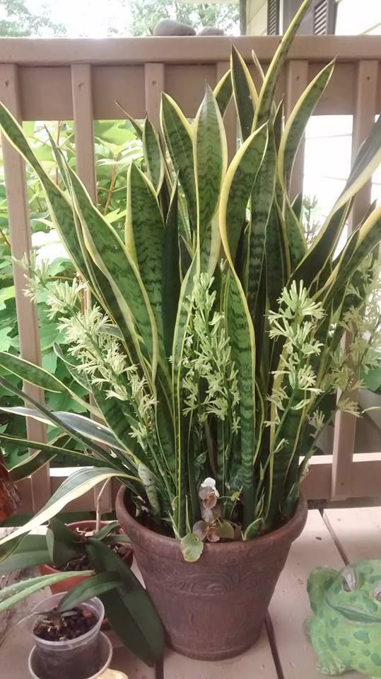 Cây cảnh này được coi là "bất tử", về cơ bản bạn không cần phải quan tâm đến nó. Nó có thể tràn đầy sức sống trong tất cả các mùa nếu tưới nước quá thường xuyên sẽ dễ khiến bộ rễ bị thối rữa. lá trở nên mềm.