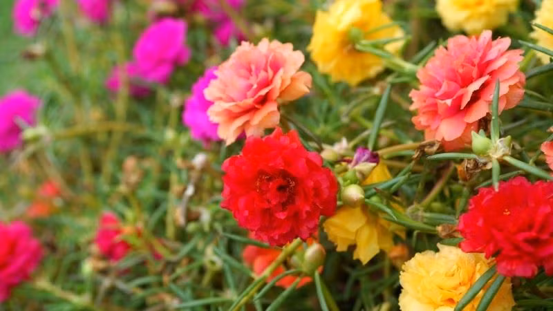  Loại hoa này có sức sống vô cùng mạnh mẽ và được cho là bất tử khi tiếp xúc với đất sẽ bén rễ và nảy mầm. Chỉ cần cắt một vài cành cắm vào đất là nó sẽ sống được trong vòng 5 đến 7 ngày.