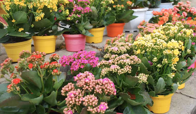  Thời gian ra hoa của cây cảnh này rất dài, khoảng nửa năm. Bạn chỉ cần mỗi tuần tưới nước một lần và đem phơi nắng. Càng lớn, cây cảnh sẽ càng mạnh mẽ và dễ nuôi.