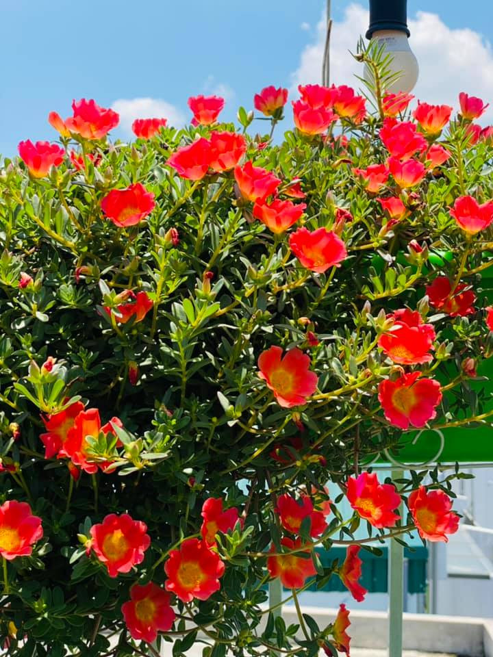 Cây cảnh này thực sự phù hợp với người mới trồng cây hay lười biếng. Hoa mười giờ cũng có thể được trồng trong chai nhựa và làm thành tường hoa, kiểu dáng, củ hoa,… Với ý tưởng và sự đổi mới, chúng có thể trở thành một khung cảnh độc đáo tại nhà.