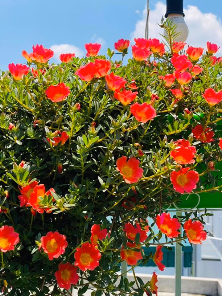 Cây cảnh này thực sự phù hợp với người mới trồng cây hay lười biếng. Hoa mười giờ cũng có thể được trồng trong chai nhựa và làm thành tường hoa, kiểu dáng, củ hoa,… Với ý tưởng và sự đổi mới, chúng có thể trở thành một khung cảnh độc đáo tại nhà.