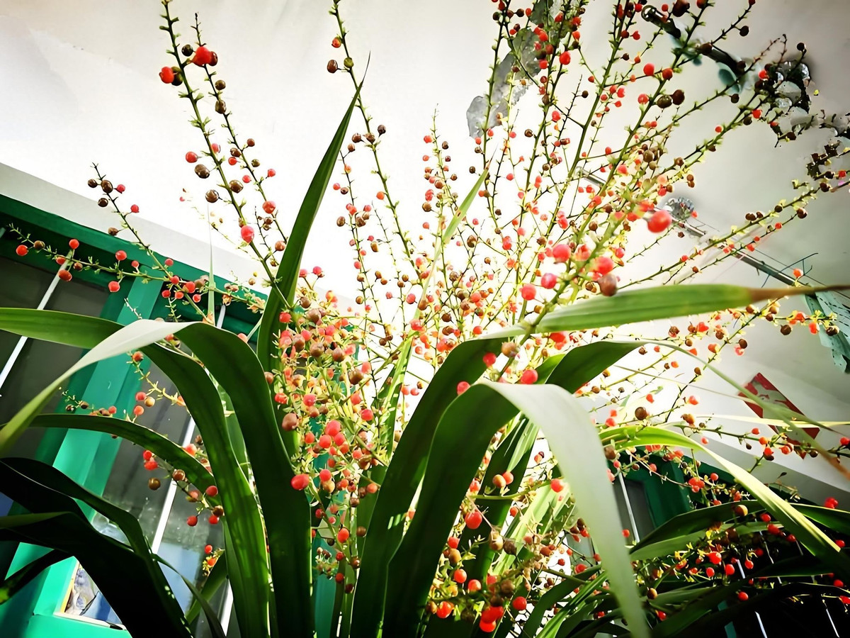  5. Người xưa dặn: Huyết rồng vào nhà - cát tường, thịnh vượng. Huyết rồng là cây cảnh có lá đẹp, lá dài, mềm mại và rậm rạp. Cây cảnh này là một loại cây cao và đẹp, thường được cắt tỉa thành có tư thế như một con rồng đang bay thẳng lên trời. Ảnh minh họa Toutiao