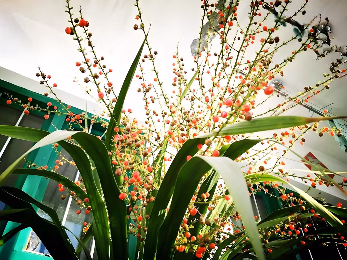  5. Người xưa dặn: Huyết rồng vào nhà - cát tường, thịnh vượng. Huyết rồng là cây cảnh có lá đẹp, lá dài, mềm mại và rậm rạp. Cây cảnh này là một loại cây cao và đẹp, thường được cắt tỉa thành có tư thế như một con rồng đang bay thẳng lên trời. Ảnh minh họa Toutiao