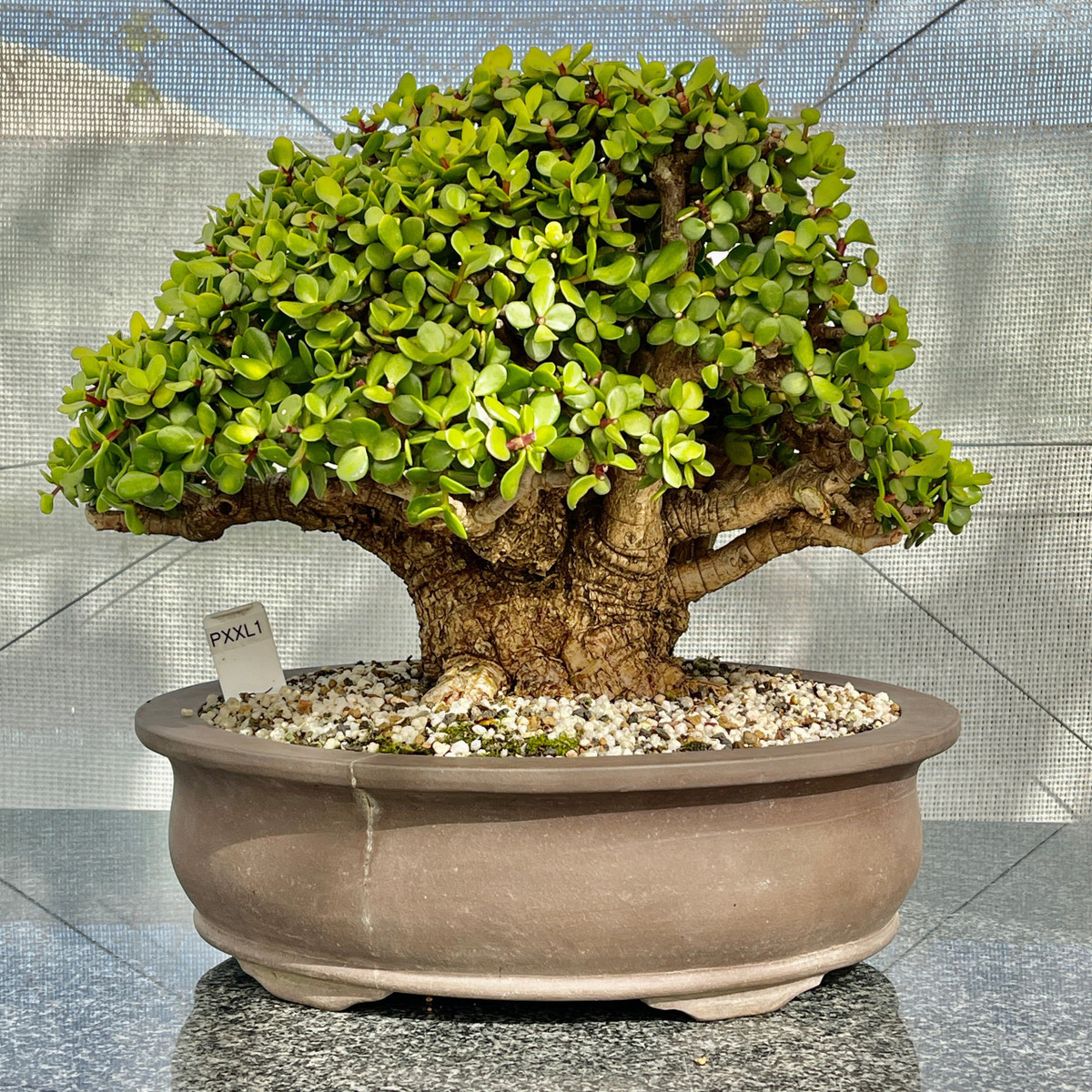  Cây lá ngọc cành vàng được nhiều người yêu thích vì vẻ đẹp của thân, lá, hoa, ý nghĩa phong thủy và sức sống mãnh liệt. Cây có nhiều ứng dụng trong trang trí nên càng được ưa chuộng. Ảnh minh họa bonsaitree