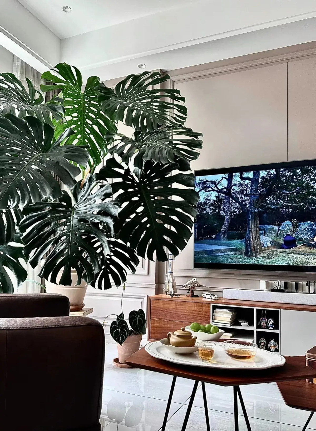 3. Người xưa dặn: Trầu bà lá xẻ vào nhà - gom lộc tứ phương. Lá cây trầu bà lá xẻ (Monstera deliciosa) to và mập, trên có nhiều lỗ giống như lưng rùa nên tượng trưng cho sự trường thọ, hạnh phúc và nhiều may mắn. Ảnh minh họa Toutiao 