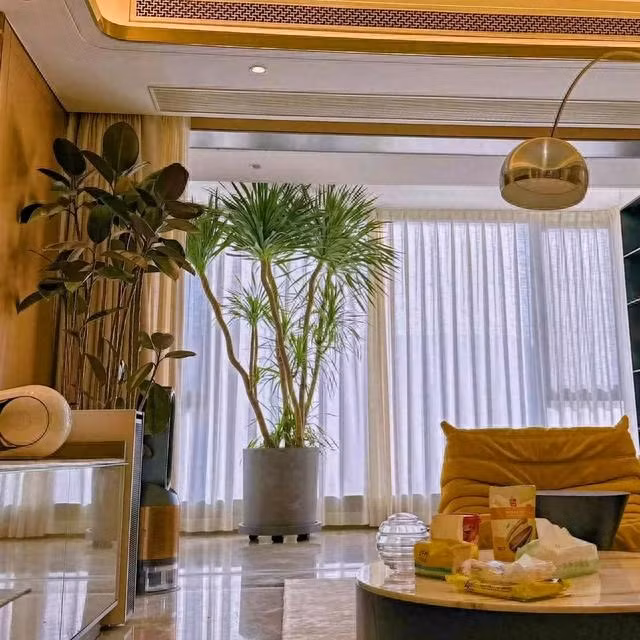 Lá cây mảnh và xanh tươi, cụm lá có hình đầu rồng. Những chậu cây trông độc đáo và lộng lẫy. Theo người xưa, cây cảnh này có tuổi thọ rất cao, chỉ cần có môi trường thích hợp thì có thể sống hàng trăm, thậm chí hàng nghìn năm nên ý nghĩa của nó là trường thọ. Ảnh minh họa Toutiao 