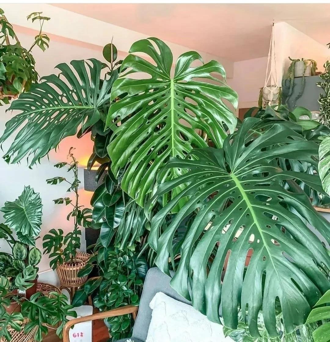  Trầu bà lá xẻ là cây cảnh có lá rất đẹp, kích cỡ lớn, màu xanh đậm và sáng, đặt trong phòng khách vừa tươi mát tự nhiên, vừa đẹp, vừa có tác dụng thanh lọc không khí rất tốt. Ảnh minh họa Toutiao