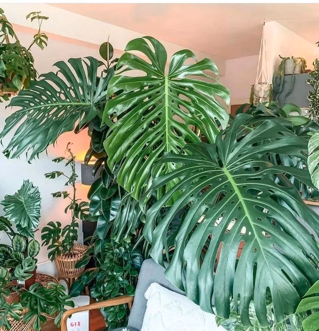  Trầu bà lá xẻ là cây cảnh có lá rất đẹp, kích cỡ lớn, màu xanh đậm và sáng, đặt trong phòng khách vừa tươi mát tự nhiên, vừa đẹp, vừa có tác dụng thanh lọc không khí rất tốt. Ảnh minh họa Toutiao