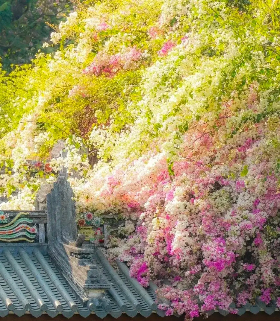 2. Người xưa dặn: Hoa giấy vào nhà - phát tài phát lộc. Hoa giấy là loài hoa giấy được nhiều người yêu thích, vì lá bấc của nó giống như hoa, nhiều màu rực rỡ, sum suê, tạo cho người ta cảm giác vui vẻ và chiêu tài. Ảnh minh họa Toutiao 