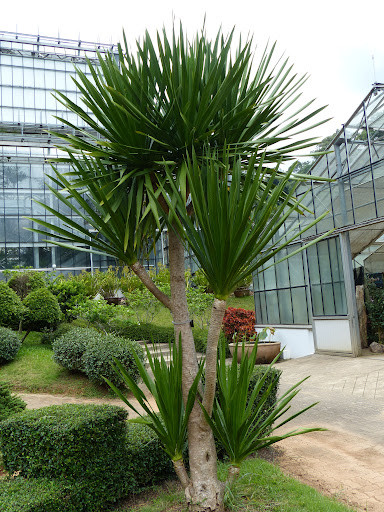  Ngoài ra, tên cây cảnh này còn có chữ “rồng” nên còn là biểu tượng của cát tường, thịnh vượng, quyền lực và thành đạt. Theo người xưa, cây huyết rồng còn có thể thúc đẩy sự hòa thuận trong gia đình và nâng cao tài lộc cho các thành viên trong gia đình, đồng thời bảo vệ sức khỏe và tuổi thọ của người nhà bạn. 