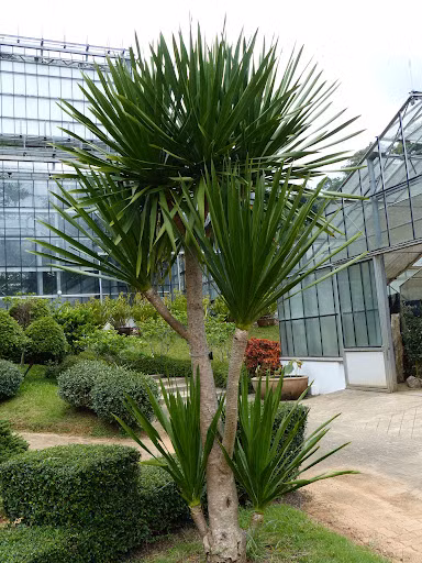  Ngoài ra, tên cây cảnh này còn có chữ “rồng” nên còn là biểu tượng của cát tường, thịnh vượng, quyền lực và thành đạt. Theo người xưa, cây huyết rồng còn có thể thúc đẩy sự hòa thuận trong gia đình và nâng cao tài lộc cho các thành viên trong gia đình, đồng thời bảo vệ sức khỏe và tuổi thọ của người nhà bạn. 