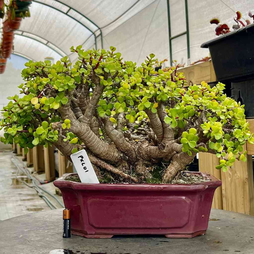  Ngoài tác dụng về mặt phong thủy, cây cảnh này còn có ý nghĩa về mặt sức khoẻ đối với con người. Vì vậy bạn có thể đặt một chậu cành vàng lá ngọc sát cửa sổ hoặc cửa ra vào để vừa đảm bảo ý nghĩa phong thủy của cây, vừa đảm bảo ý nghĩa sức khoẻ đối với chủ nhân.Ảnh minh họa bonsaitree