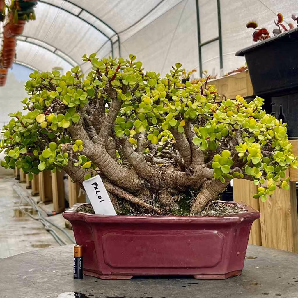  Ngoài tác dụng về mặt phong thủy, cây cảnh này còn có ý nghĩa về mặt sức khoẻ đối với con người. Vì vậy bạn có thể đặt một chậu cành vàng lá ngọc sát cửa sổ hoặc cửa ra vào để vừa đảm bảo ý nghĩa phong thủy của cây, vừa đảm bảo ý nghĩa sức khoẻ đối với chủ nhân.Ảnh minh họa bonsaitree