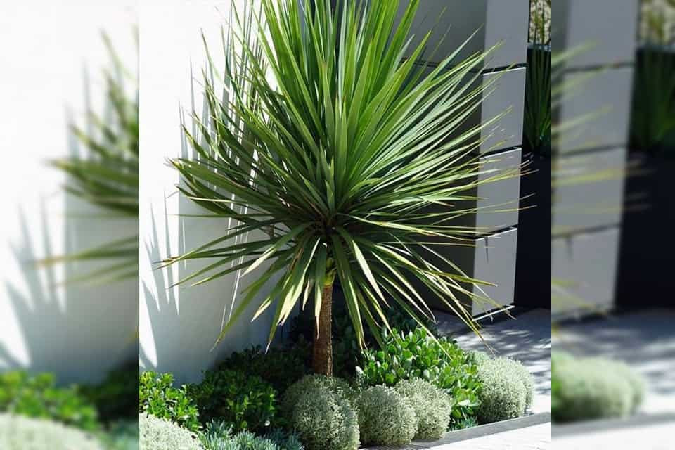  Cây cảnh này có thể cải thiện vận may và thịnh vượng cho gia đình. Nếu thích cây huyết rồng thì có thể đặt ở phòng khách trong nhà, vì ý nghĩa của nó là cầu phúc cho con cháu, sống lâu khỏe mạnh và tràn đầy phúc lộc. 