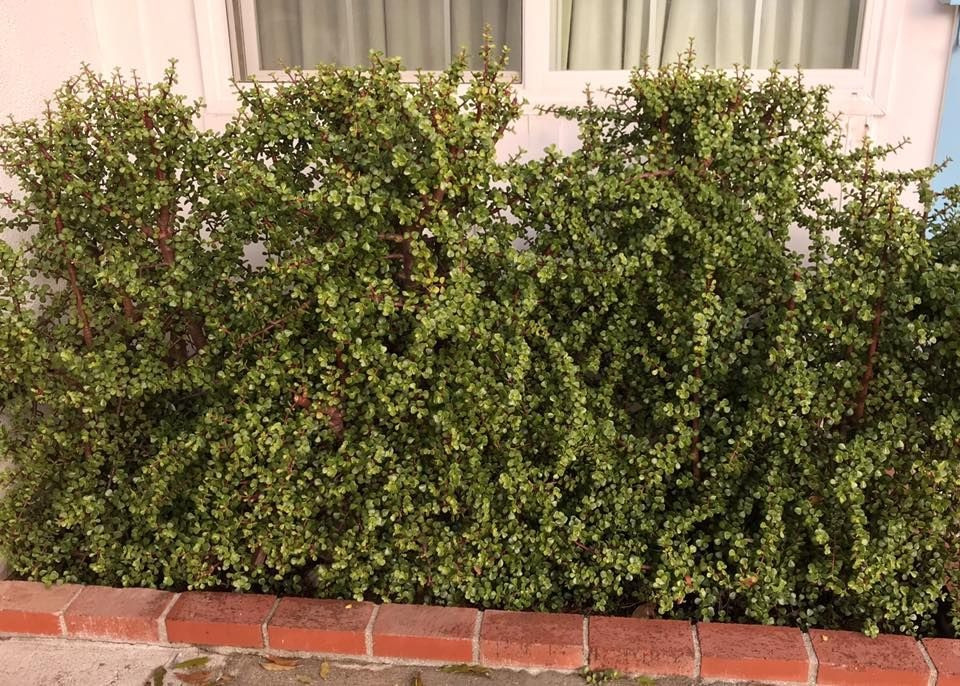 Lá của nó nhỏ, dày, tròn và đầy đặn, trông có vẻ lễ hội và may mắn. Ý nghĩa của cây cảnh này giống như tên gọi là sự cao quý, tốt lành, hạnh phúc và tài lộc. Theo người xưa, cành vàng lá ngọc tượng trưng cho tài sản, tiền bạc và khi cây ra hoa càng thể hiện sự giàu sang no ấm. 