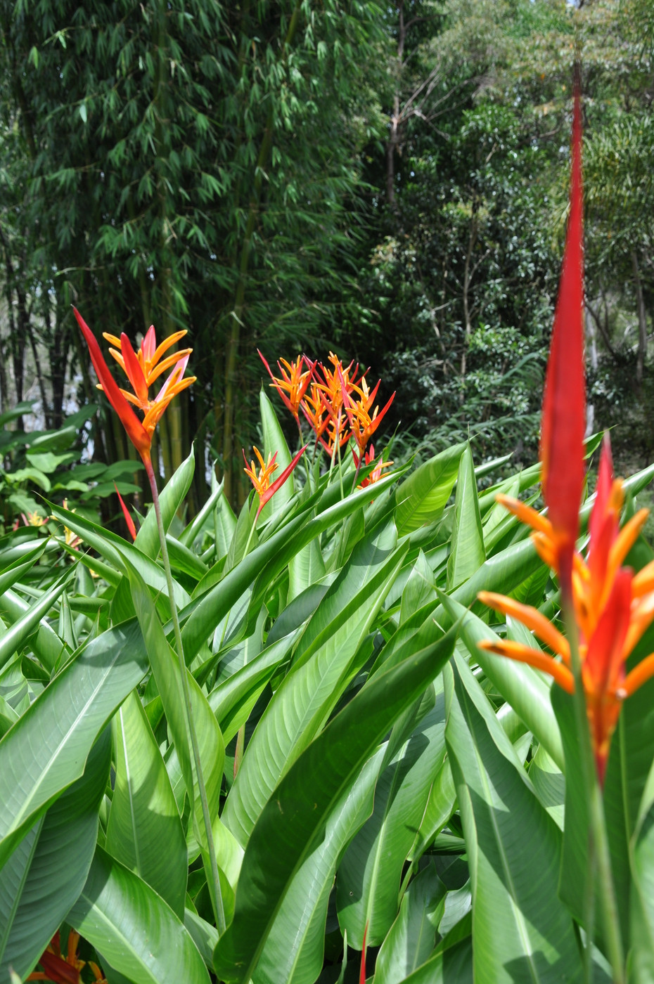  Cây cảnh này có nghĩa là cùng nhau bay lên, hạnh phúc và cát tường, là sự khao khát và theo đuổi một cuộc sống tốt đẹp hơn của con người. Đặt cây thiên điểu trong phòng khách không chỉ tạo thêm vẻ đẹp sang trọng mà còn tượng trưng cho sự hòa thuận, hạnh phúc trong gia đình. 
