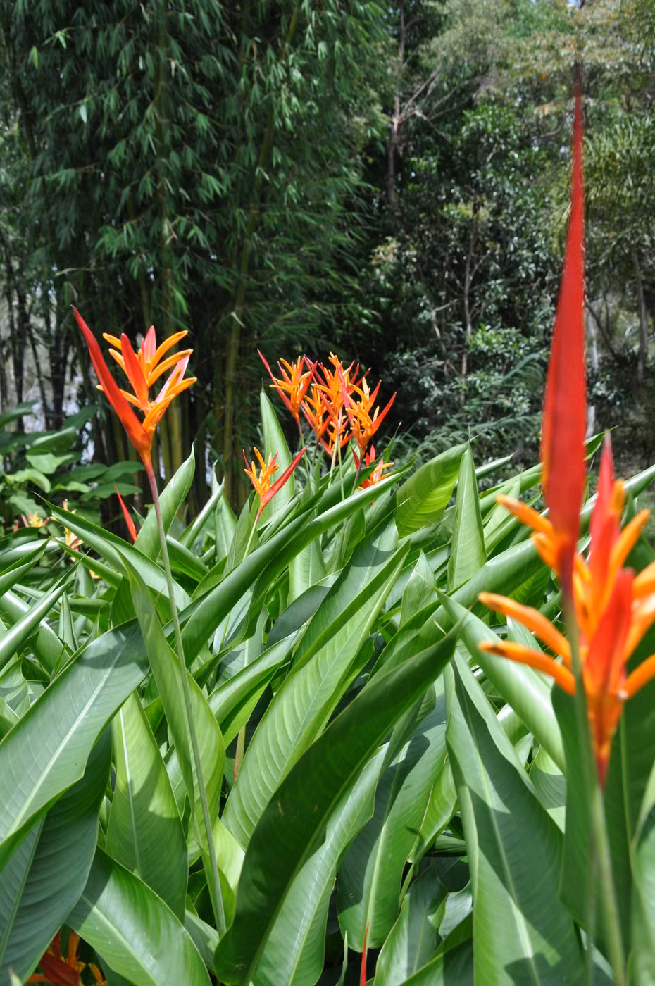  Cây cảnh này có nghĩa là cùng nhau bay lên, hạnh phúc và cát tường, là sự khao khát và theo đuổi một cuộc sống tốt đẹp hơn của con người. Đặt cây thiên điểu trong phòng khách không chỉ tạo thêm vẻ đẹp sang trọng mà còn tượng trưng cho sự hòa thuận, hạnh phúc trong gia đình. 