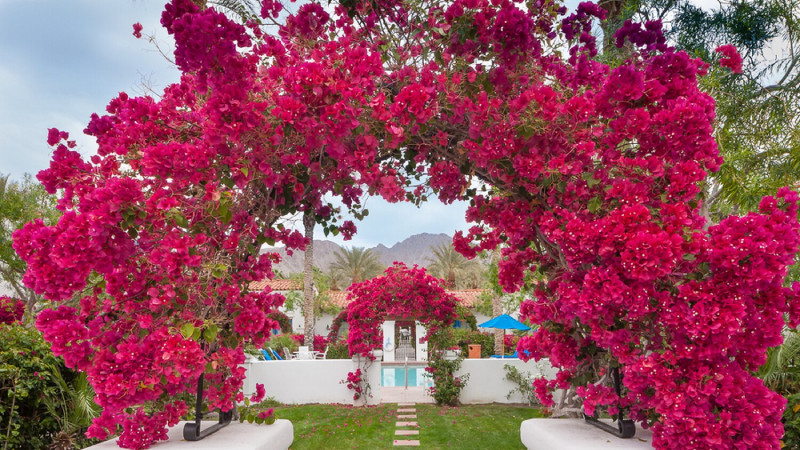  Hoa giấy mang một vẻ đẹp giản dị, thuần khiết nhưng lại có sức sống rất mãnh liệt. Vì thế, trong tình yêu, hoa giấy mang ý nghĩa về một tình yêu giản dị, chân thành, thủy chung, son sắt.