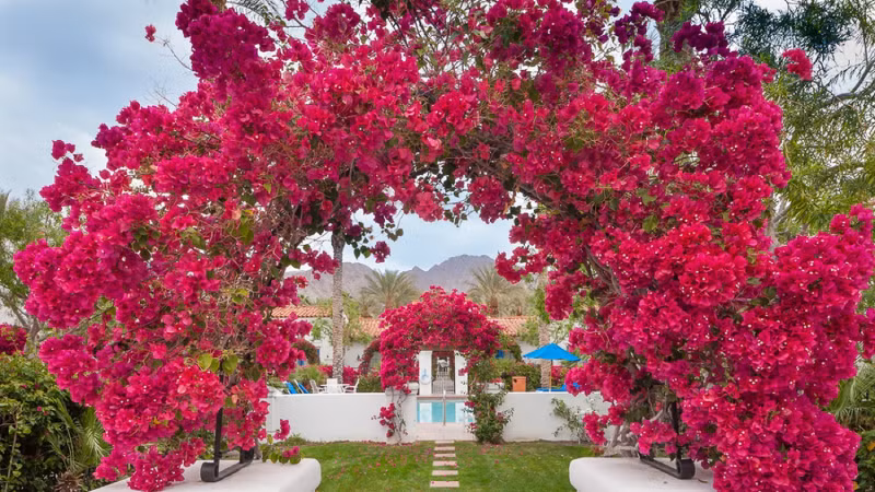  Hoa giấy mang một vẻ đẹp giản dị, thuần khiết nhưng lại có sức sống rất mãnh liệt. Vì thế, trong tình yêu, hoa giấy mang ý nghĩa về một tình yêu giản dị, chân thành, thủy chung, son sắt.