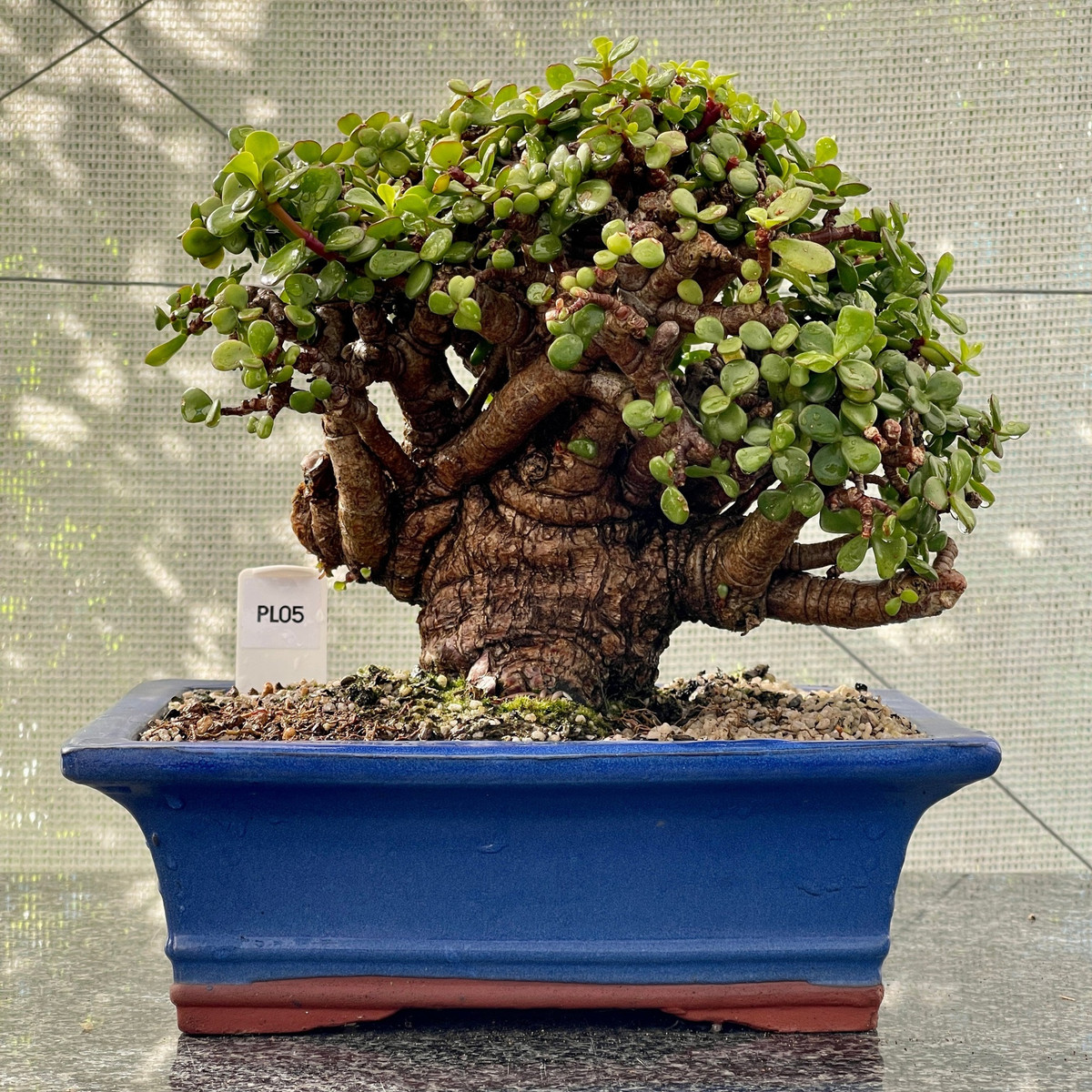  Cây cảnh cành vàng lá ngọc có tác dụng chiêu tài do vậy cây thường đặt nó ở bên quầy thu ngân, máy đếm tiền... Có người lại bài trí cây tại lối đi vào các cửa hàng, cửa hiệu nhằm kích hoạt năng lượng chủ về tài lộc. Ảnh minh họa bonsaitree 