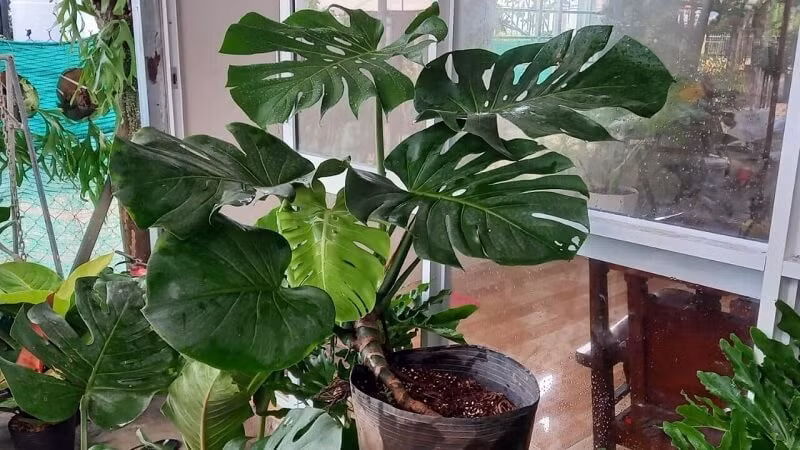  Hình dáng như cánh quạt, phiến lá dài hình thùy như lông chim đối xứng đại diện sự cân bằng, sức sống mãnh liệt nên được gắn với ý nghĩa bình an, may mắn, vạn sự như ý nên rất được nhiều người ưa chuộng. Do đó, người xưa cho rằng, trồng cây cảnh trầu bà lá xẻ có thể tăng thêm vận khí, hy vọng mọi sự thuận buồm xuôi gió, cuộc sống bình an, may mắn. 