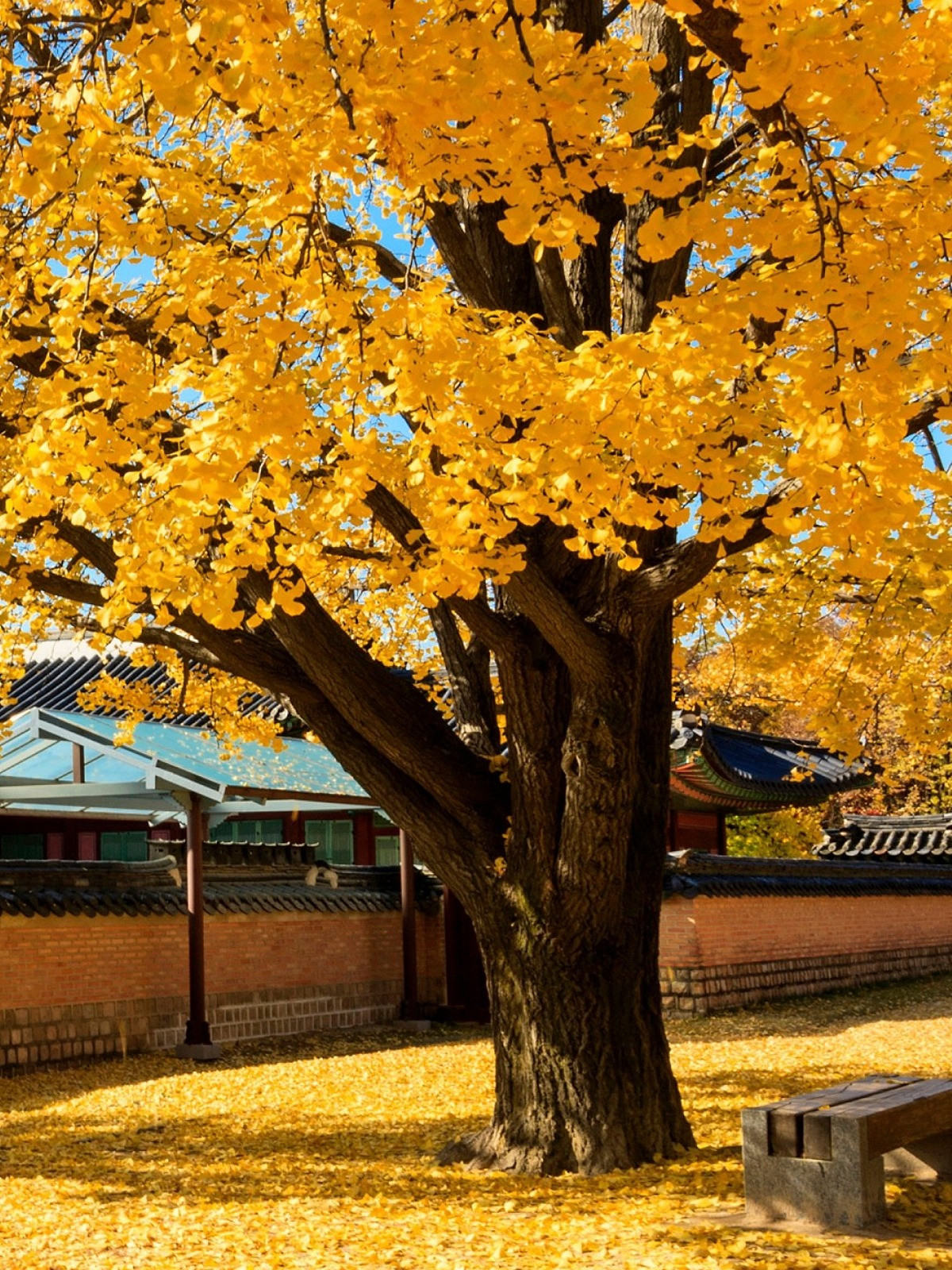  Nhân hạt bạch quả giàu chất dinh dưỡng, thơm ngon, là nguyên liệu tốt cho các loại thuốc bổ cao cấp và các món ăn cao cấp còn có giá trị chữa bệnh nhất định như giảm đờm, giảm ho, bổ dưỡng... Ảnh minh họa Toutiao