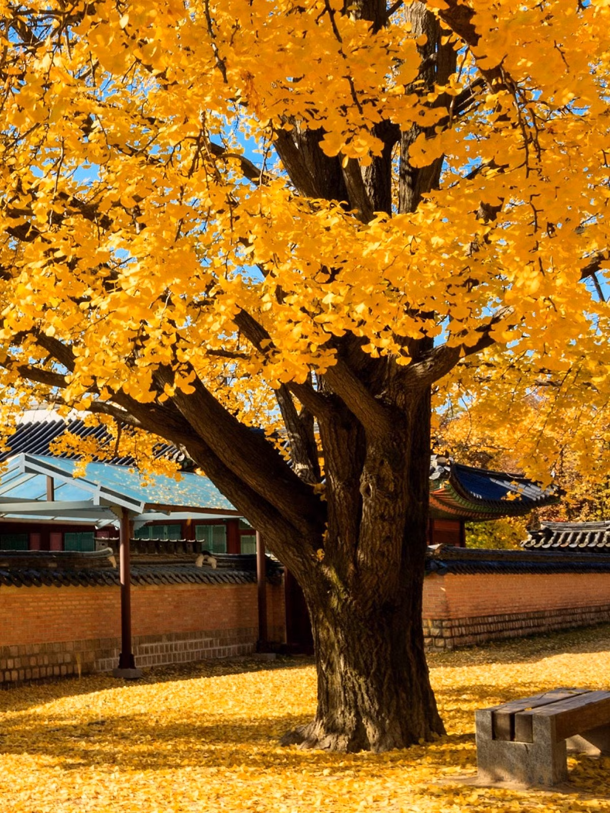  Nhân hạt bạch quả giàu chất dinh dưỡng, thơm ngon, là nguyên liệu tốt cho các loại thuốc bổ cao cấp và các món ăn cao cấp còn có giá trị chữa bệnh nhất định như giảm đờm, giảm ho, bổ dưỡng... Ảnh minh họa Toutiao