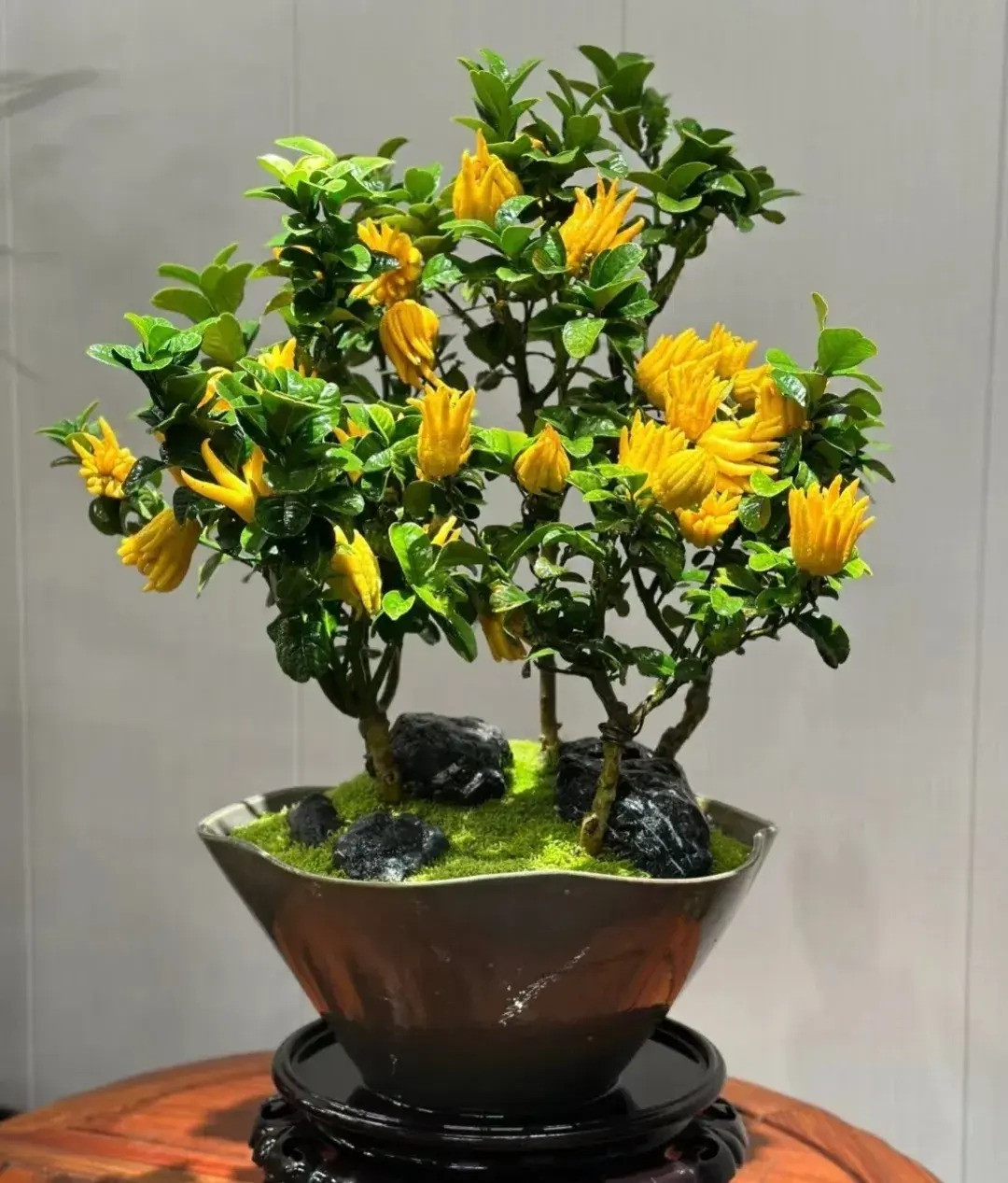  2. Người xưa dặn: Trồng phật thủ trong nhà phúc lộc đầy nhà: Với tên gọi linh thiêng, mùi thơm thanh mát, màu sắc tài lộc, Phật thủ đương nhiên trở thành một trong những loại hoa quả được ưa thích nhất để dùng trong lễ cúng Rằm, mùng 1, cúng chùa... Ảnh minh họa Toutiao 