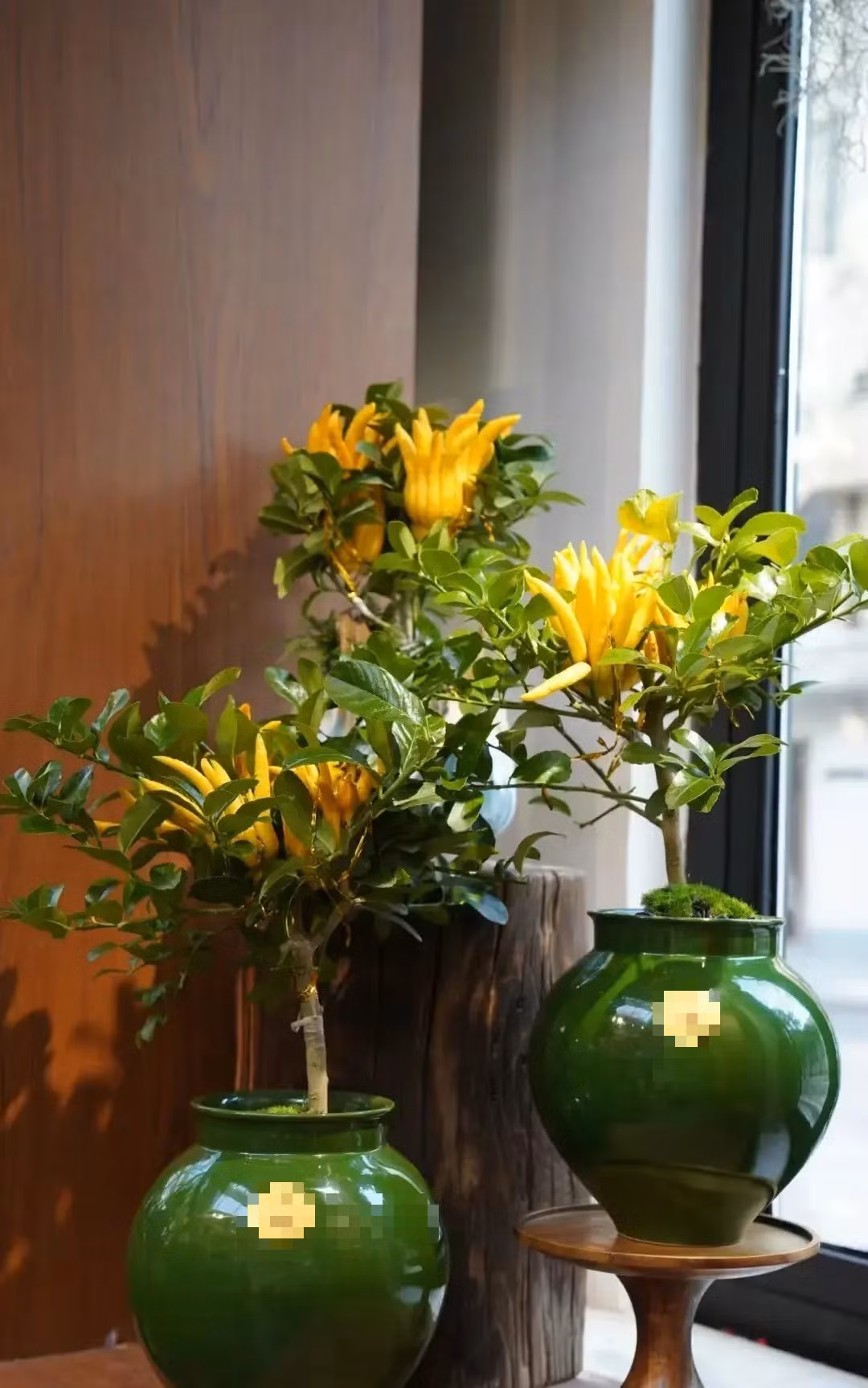  Ngoài ra, Phật thủ trong tiếng Hán Việt còn đồng âm với hạnh phúc và trường thọ nên loại quả này thuờng xuất hiện trong các bức tranh trang trí truyền thống cùng với quả lựu, quả đào, hàm ý “nhiều phúc lộc, nhiều con, trường thọ, cát tường. Ảnh minh họa Toutiao