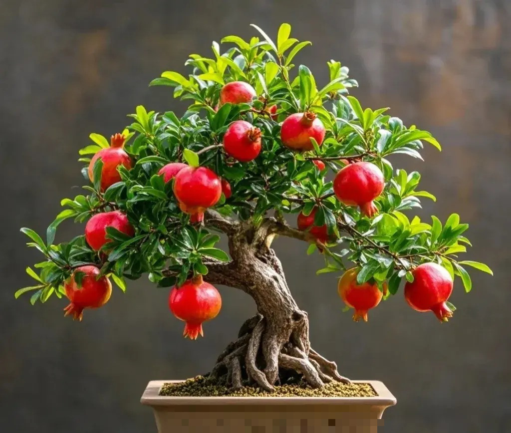 4. Người xưa dặn: Trồng lựu trong nhà, đông con nhiều cháu. Nhiều người thích cây lựu vì nó có ý nghĩa tốt đẹp, chủ yếu là vì khi nở hoa thì thịnh vượng, lễ hội, Khi quả chín trông giống như những chiếc đèn lồng đỏ treo trên cành nên có nghĩa là sẽ có nhiều con, nhiều cháu, khi có thêm con cái và nhiều phước lành hơn. Ảnh minh họa Toutiao 