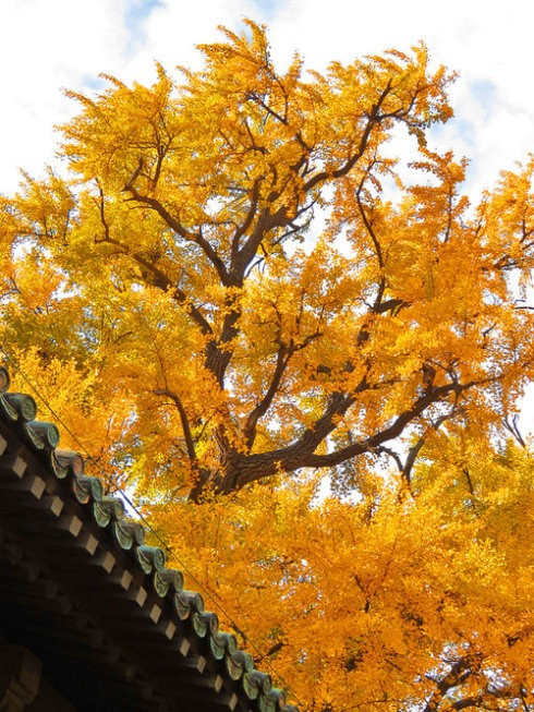 Theo người xưa, trồng bạch quả có tác dụng mang lại sự giàu có. Đây cũng là loại cây cát tường rất tốt có tác dụng xua đuổi tà ma, thu hút tài lộc. Ngoài giá trị làm cảnh và có ý nghĩa phong thủy tốt lành, bạch quả còn là loài cây rất hữu ích với đời sống con người. Ảnh minh họa Toutiao 