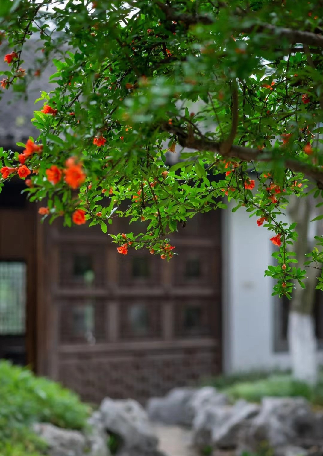  Có rất nhiều cây cảnh có tác dụng thu hút tài lộc trong cuộc sống như cây kim tiền, cây cam,… và cây lựu cũng là một trong số đó. Trong phong thủy, việc trồng cây lựu ở hai bên nhà có thể thu thập phước lành và sự giàu có từ thế giới bên ngoài và ngưng tụ chúng vào nhà, cải thiện vận may, đặc biệt là sự giàu có của bạn. Ảnh minh họa Toutiao 