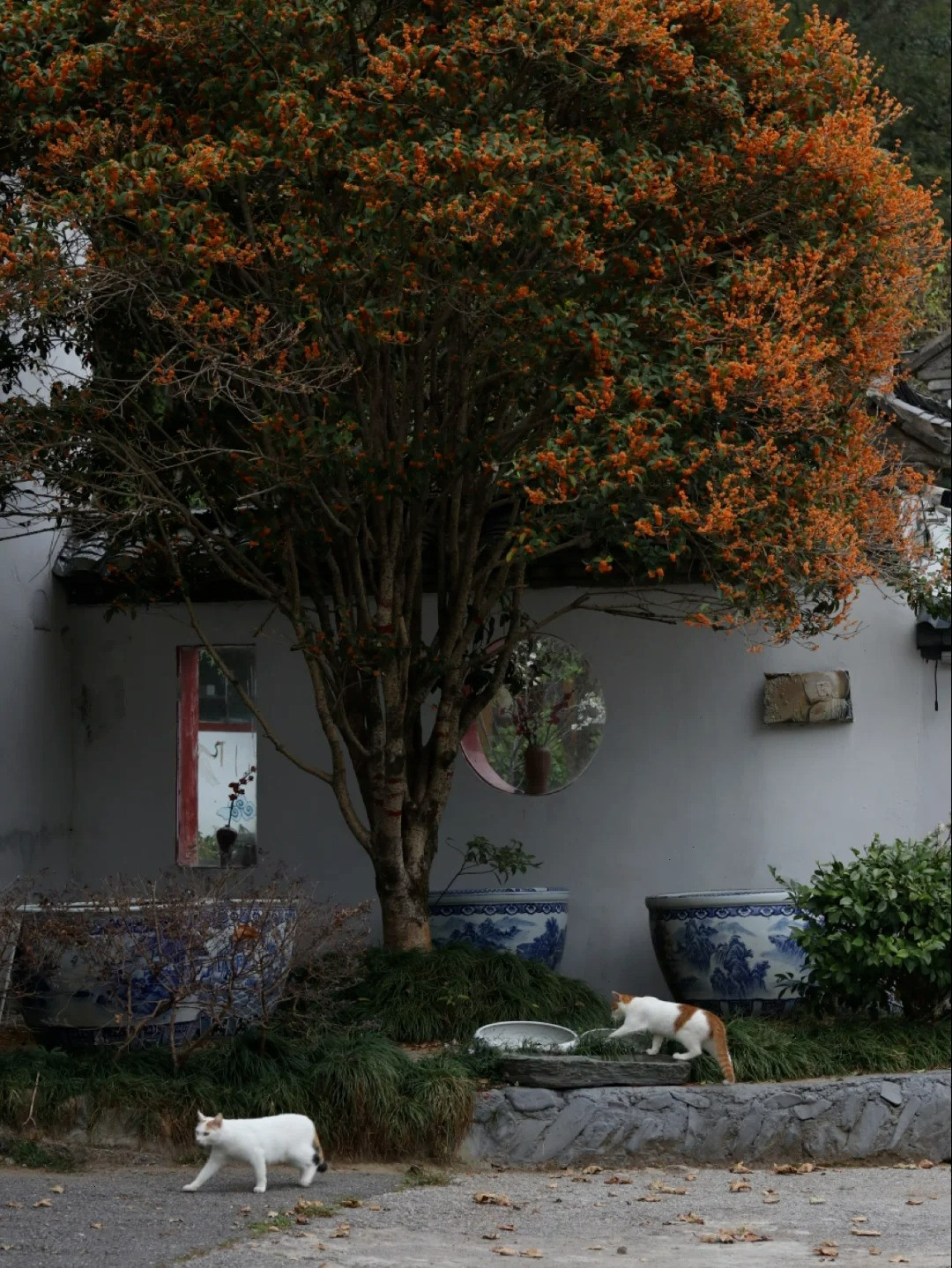  3. Người xưa dặn: Trồng mộc hương trong nhà, may mắn, hạnh phúc. Mộc hương không chỉ là loài hoa của sự phú quý mà còn mang ý nghĩa giàu có và may mắn. Loài hoa này có hương thơm nồng nàn, có thể chữa bệnh, làm món ăn ngon. Ảnh minh họa Toutiao 