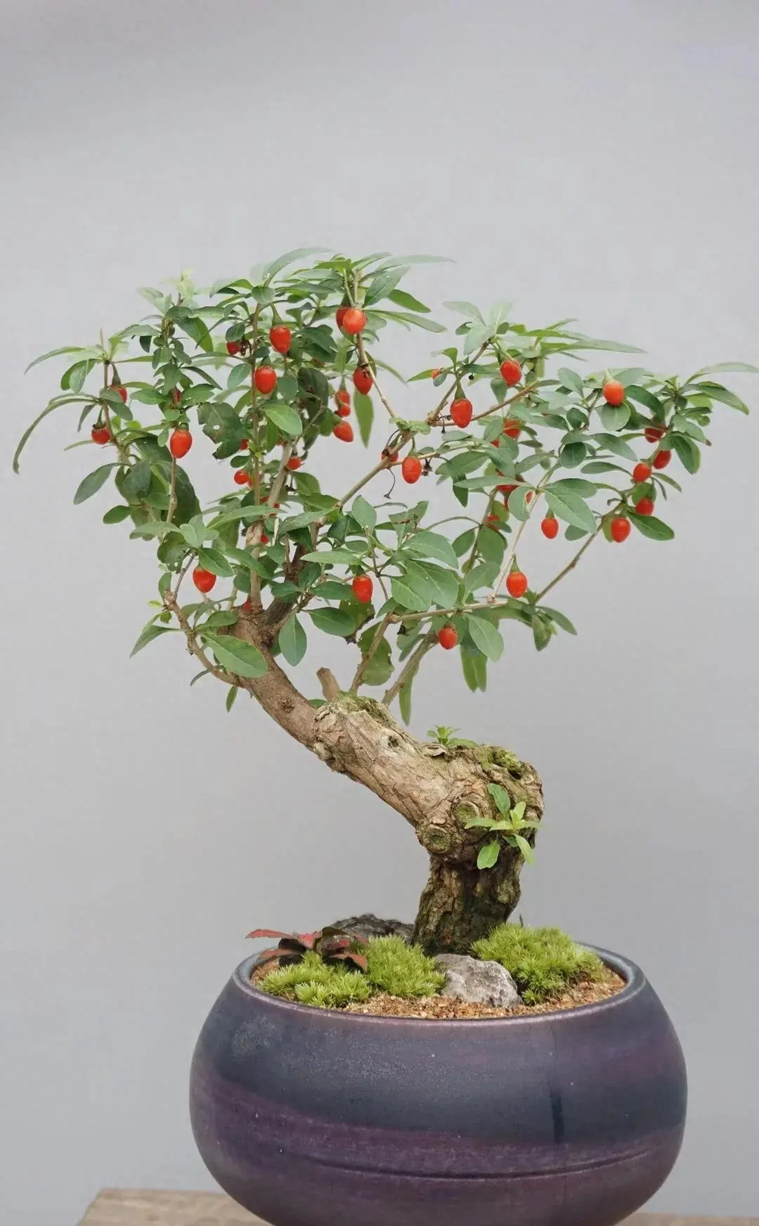 Vài năm gần đây, người ta còn đưa kỷ tử vào nhà, làm thành cây cảnh bonsai rất đẹp. Khi cây cảnh kết quả, quả đỏ mọng lúc lỉu trên cành có ý nghĩa phong thủy đem may mắn, thịnh vượng cho gia đình. Toàn thân của kỷ tử đều là báu vật. 