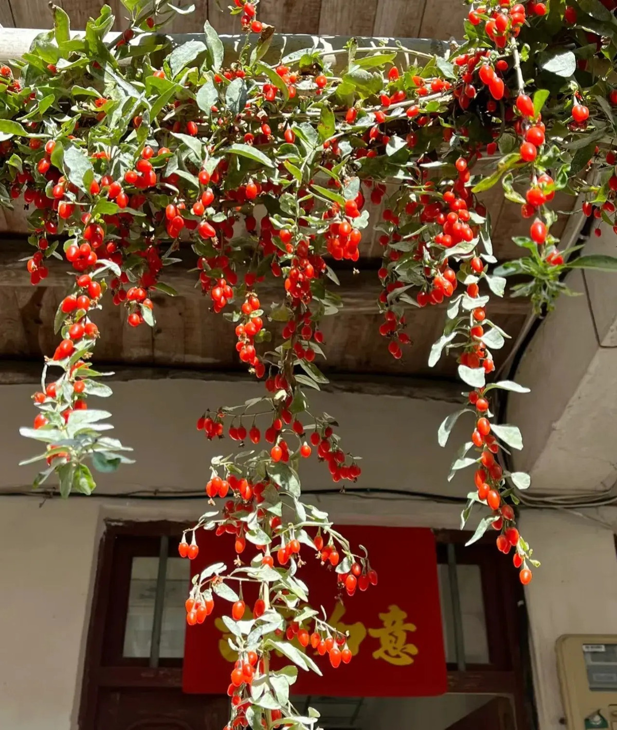 1. Người xưa nói: Trồng kỷ tử trong nhà, may mắn, thịnh vượng. Người xưa rất coi trọng cây kỷ tử, đặc biệt những thày lang sẽ thích trồng cây cảnh này trong sân vườn hoặc làm chậu cảnh đặt trong nhà. Ảnh minh họa Toutiao