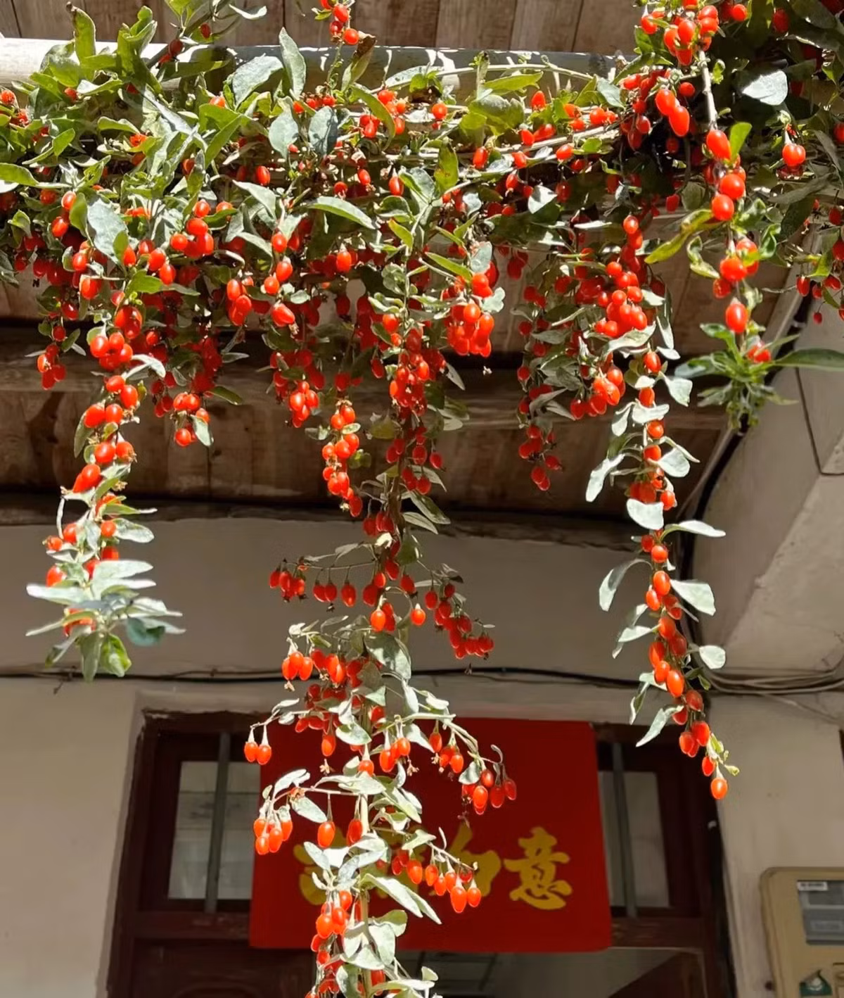 1. Người xưa nói: Trồng kỷ tử trong nhà, may mắn, thịnh vượng. Người xưa rất coi trọng cây kỷ tử, đặc biệt những thày lang sẽ thích trồng cây cảnh này trong sân vườn hoặc làm chậu cảnh đặt trong nhà. Ảnh minh họa Toutiao