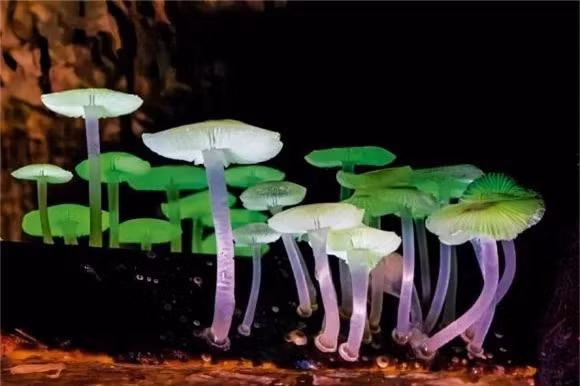 Loai nam doc la nhat hanh tinh, co kha nang phat sang huyen ao