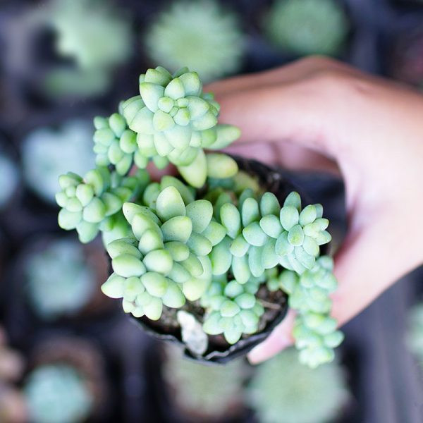 Ý nghĩa và biểu tượng của cây cảnh này thường liên quan đến sự ấm áp gia đình, tình bạn. Trước hết, chuỗi ngọc là một tác phẩm nghệ thuật quý giá. Nó thể hiện trạng thái tâm hồn vui vẻ và tươi đẹp bằng cách lồng ghép những cảm xúc ấm áp vào ngọc quý. 