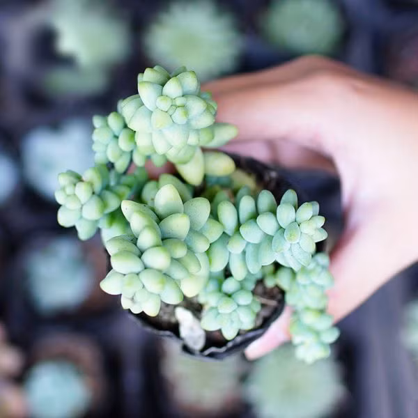 Ý nghĩa và biểu tượng của cây cảnh này thường liên quan đến sự ấm áp gia đình, tình bạn. Trước hết, chuỗi ngọc là một tác phẩm nghệ thuật quý giá. Nó thể hiện trạng thái tâm hồn vui vẻ và tươi đẹp bằng cách lồng ghép những cảm xúc ấm áp vào ngọc quý. 