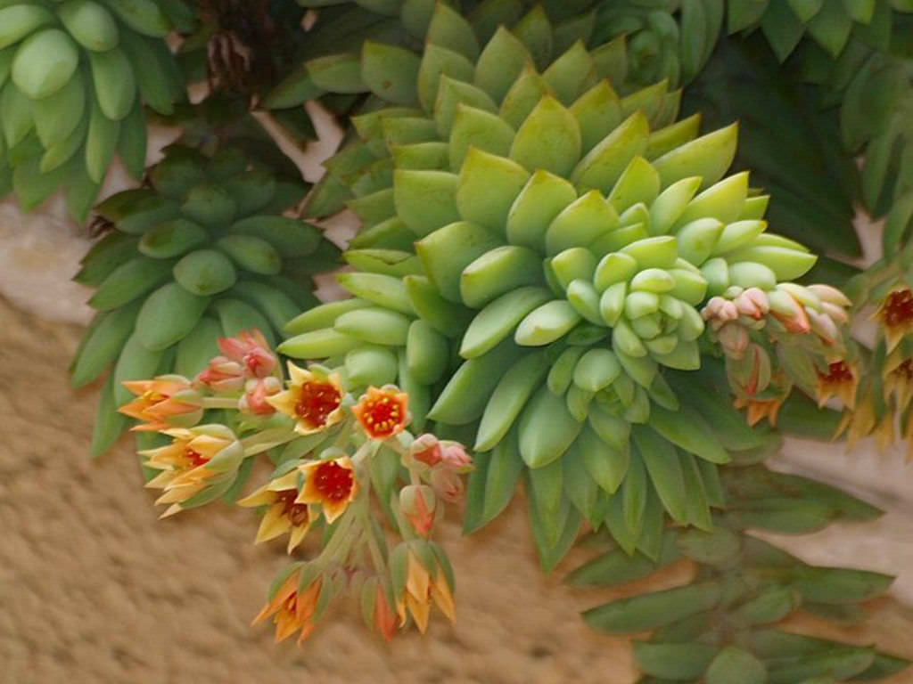  Ngoài ra, cây cảnh này còn gắn liền với sự giàu có, may mắn và trường thọ. Trong văn hóa truyền thống của chúng ta, ngọc được coi là một vật quý giá và là biểu tượng thiêng liêng. Cây chuỗi ngọc mang biểu tượng này nên nhiều người chọn trồng cây ngọc bích trong nhà với hy vọng thu hút may mắn, giàu có.